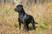dog_11
