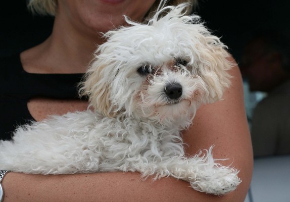 dog_5