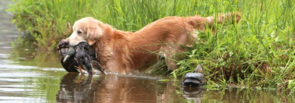 AKC Retriever Hunting Tests