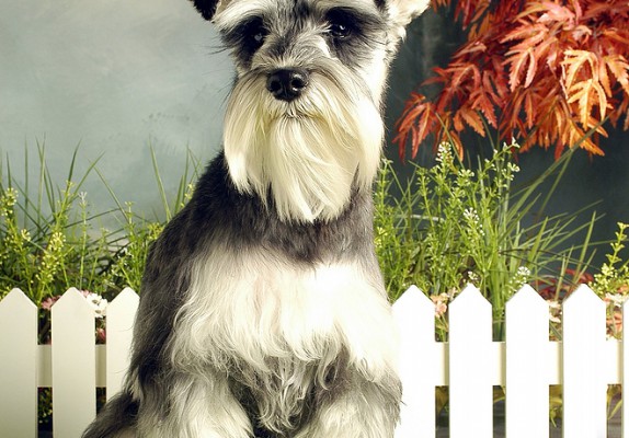dog_1
